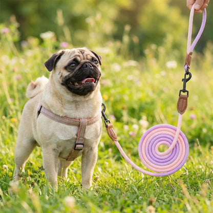 Longe pour petit chien rose et violette enroulée tenue au-dessus d'un Carlin dans l'herbe.
