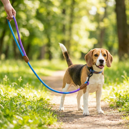 Main tenant une longe pour petit chien en corde dégradée bleue et violette avec un Beagle.