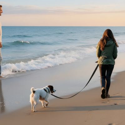 Jack Russell marchant sur le sable avec une longe pour petit chien noire.