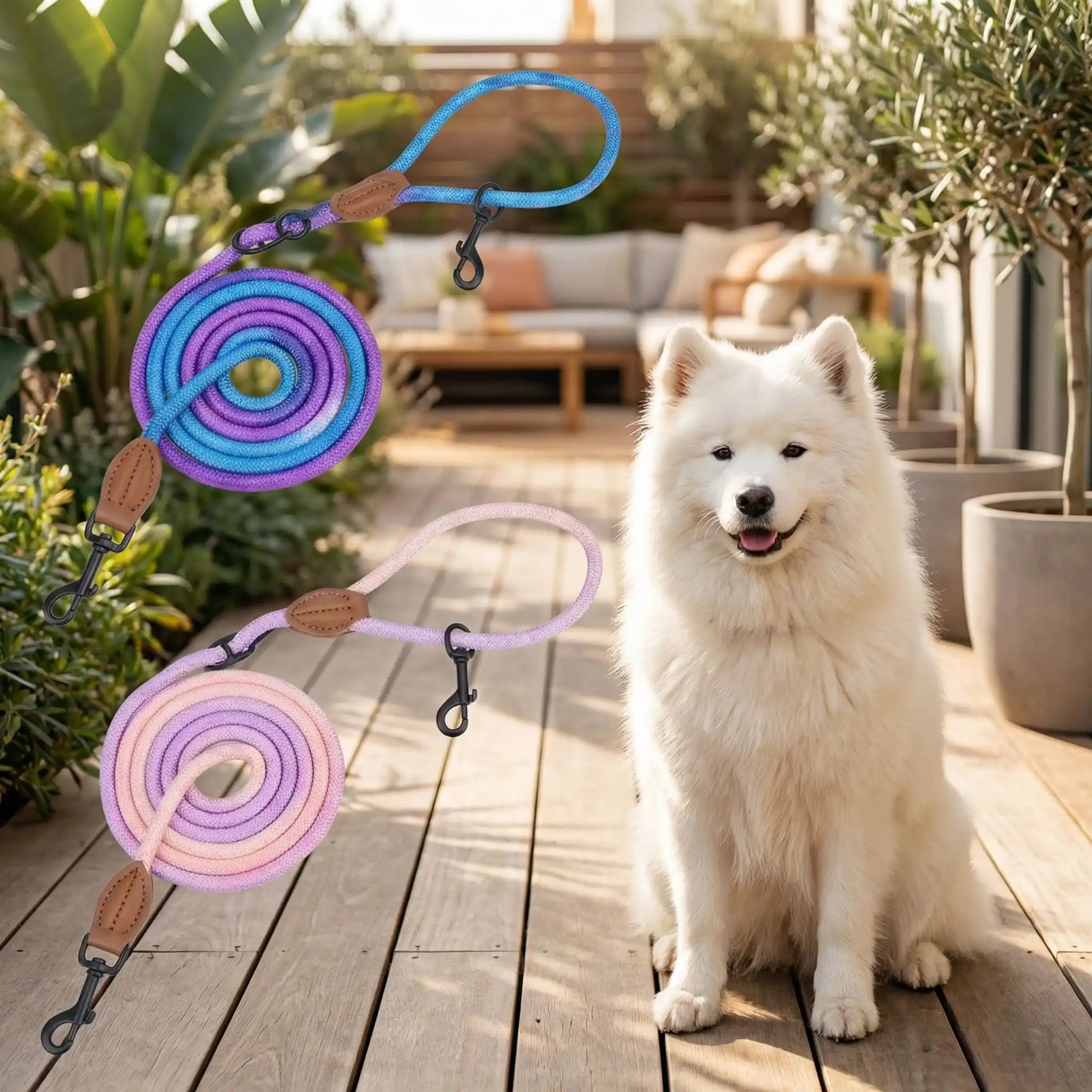 Longe pour petit chien en deux coloris présentée avec un chien Samoyède blanc sur une terrasse.