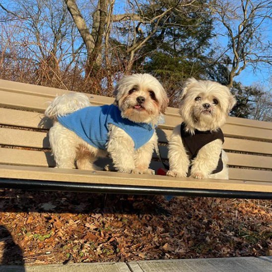 Deux chiens Shih Tzu sur un banc, l'un avec un manteau chien bleu et l'autre en noir.