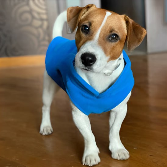 Portrait d'un jeune Jack Russell Terrier portant un manteau chien bleu roi en intérieur.