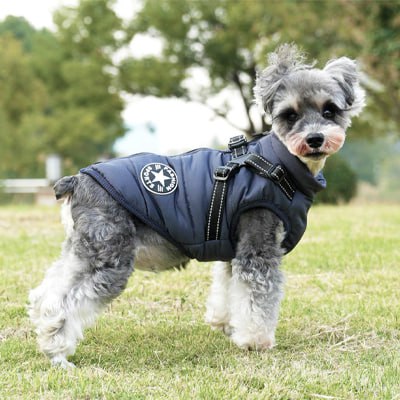 Schnauzer en manteau chien bleu marine avec écusson "Fashion Sports" et étoile.