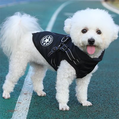 Bichon frisé de profil en manteau chien noir, logo "Fashion Sports" visible sur le flanc.