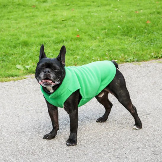 Bouledogue français noir debout sur un chemin portant un manteau chien polaire vert.