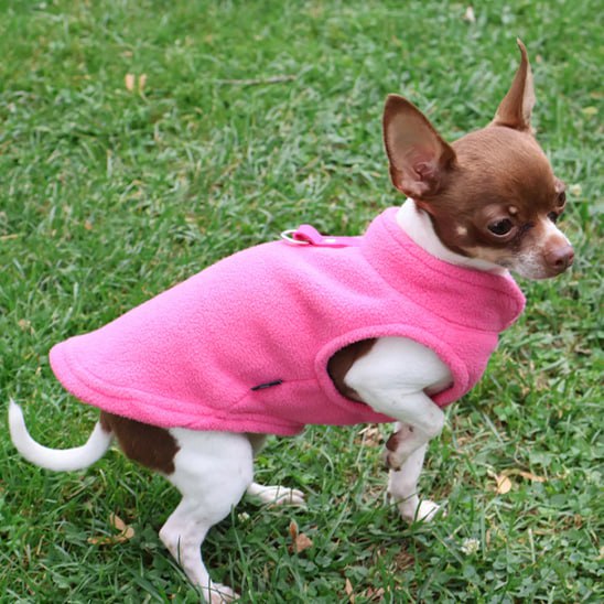 Petit chihuahua marron et blanc dans l'herbe portant un manteau chien rose fushia.