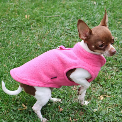 Petit chihuahua marron et blanc dans l'herbe portant un manteau chien rose fushia.