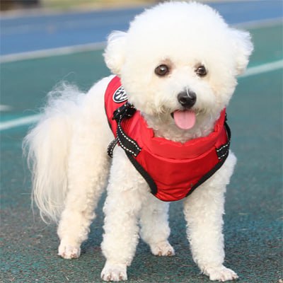 Bichon frisé portant un manteau chien rouge avec écusson rond et harnais intégré.