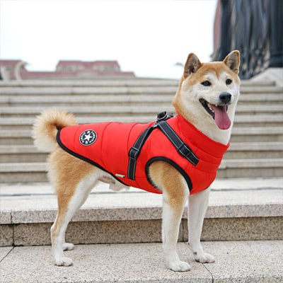 Shiba Inu debout sur des marches en manteau chien rouge avec écusson étoile blanche.