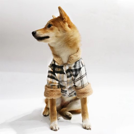 Chien Shiba Inu assis portant un manteau chien à carreaux marron et col en fourrure.