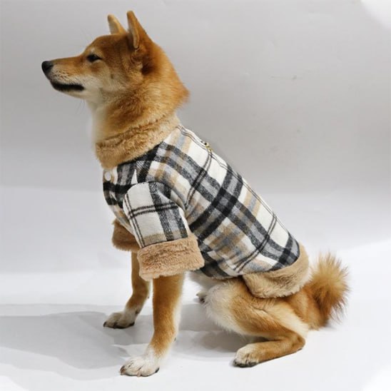 Profil d'un Shiba Inu avec un manteau chien écossais marron, blanc et noir, manches retroussées.