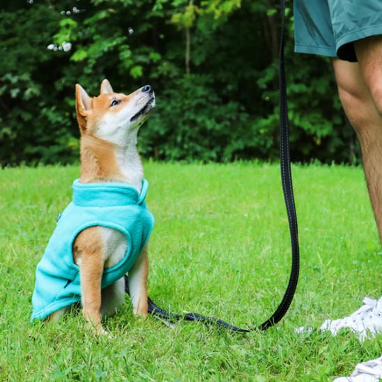 Chien Shiba Inu assis dans l'herbe portant un manteau chien turquoise, tenu en laisse.