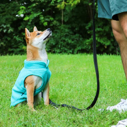Chien Shiba Inu assis dans l'herbe portant un manteau chien turquoise, tenu en laisse.