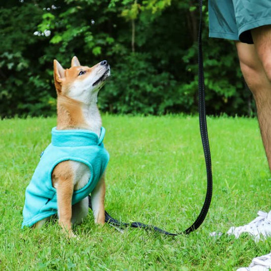 Chien Shiba Inu assis dans l'herbe portant un manteau chien turquoise, tenu en laisse.