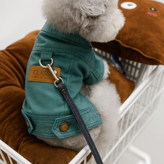 Caniche gris de dos dans un caddie avec manteau chien vert foncé et laisse en toile attachée.