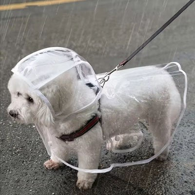 Petit chien Bichon Maltais blanc sous la pluie avec son manteau imperméable pour chien.