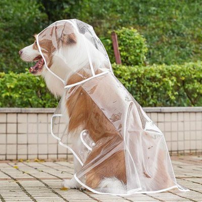 Chien Border Collie marron et blanc assis de profil en manteau imperméable pour chien.