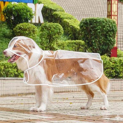 Border Collie debout dans un parc portant un manteau imperméable pour chien avec capuche.