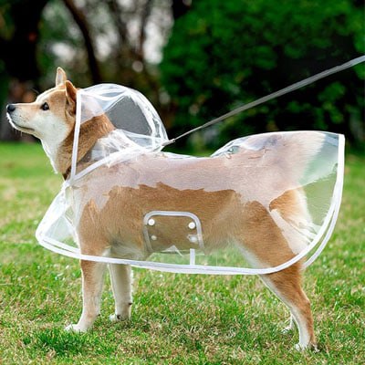 Chien Shiba Inu sur de l'herbe protégé par un manteau imperméable pour chien translucide.
