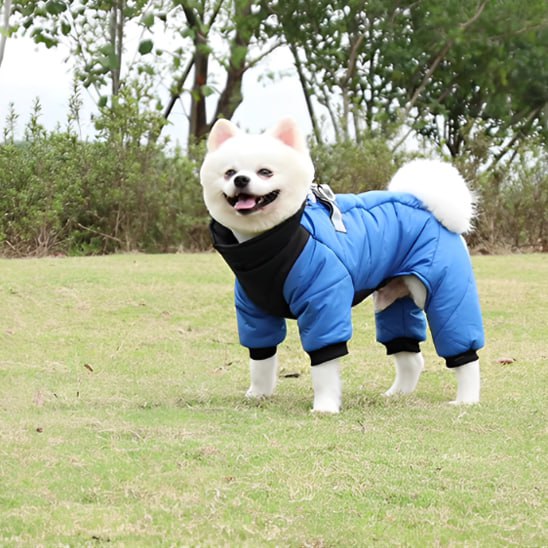 Petit Spitz blanc en extérieur avec un manteau pour chien bleu roi et harnais gris intégré.