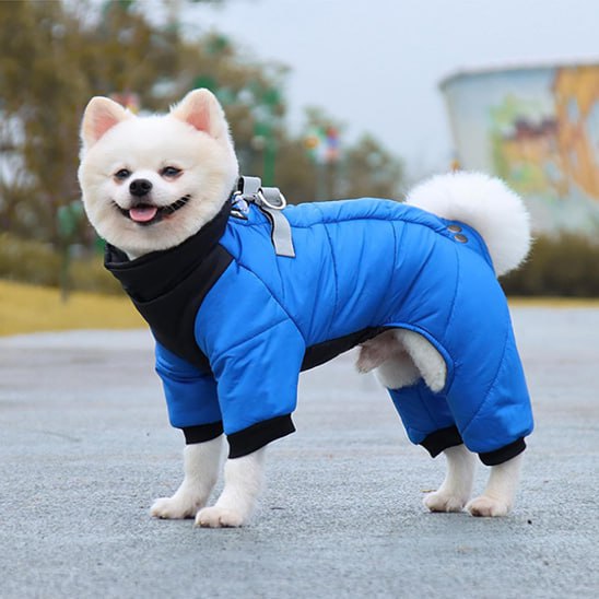 Vue latérale d'un Spitz blanc portant un manteau pour chien bleu avec fermeture et anneaux.