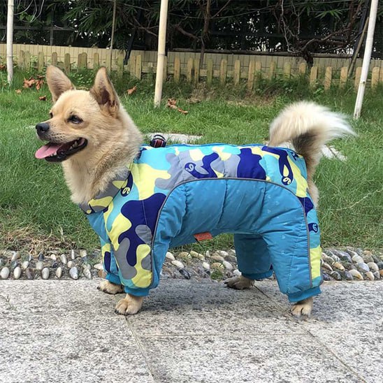 Chien beige en manteau pour chien camouflage bleu et jaune debout sur une terrasse.