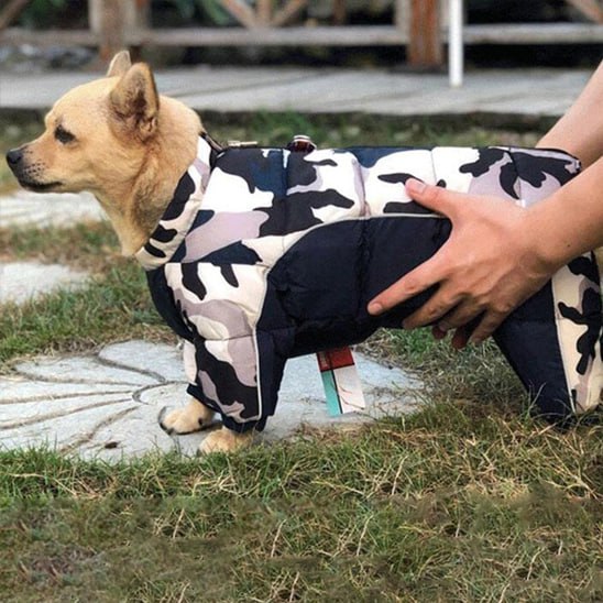 Profil d'un petit chien en manteau pour chien à motif camouflage noir, blanc et gris.