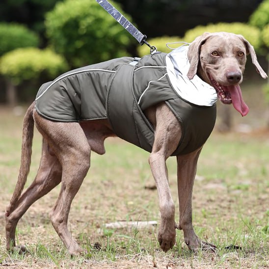 Braque de Weimar de profil portant un manteau pour chien gris avec col réfléchissant argenté.