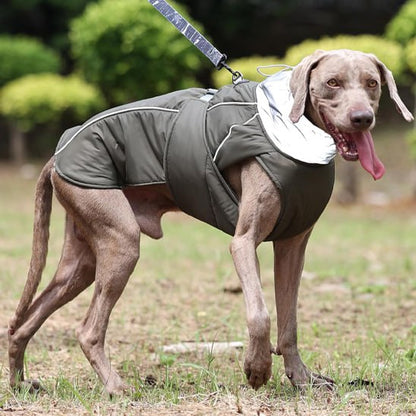 Braque de Weimar de profil portant un manteau pour chien gris avec col réfléchissant argenté.