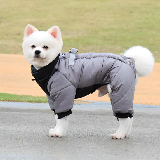 Manteau pour chien gris matelassé porté par un Spitz blanc sur un chemin goudronné.