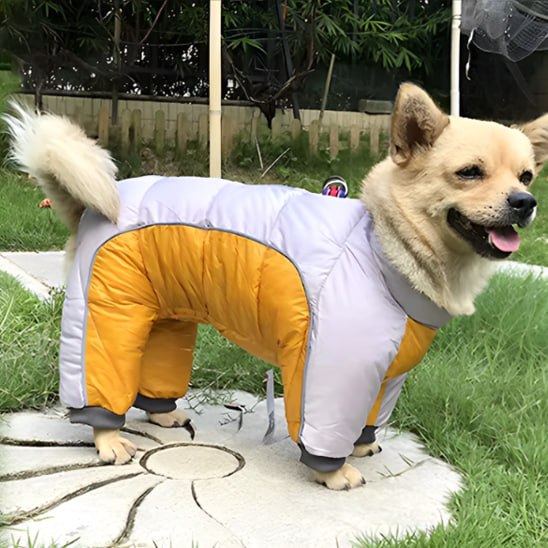 Petit chien beige en manteau pour chien bicolore jaune et gris sur une dalle de jardin.