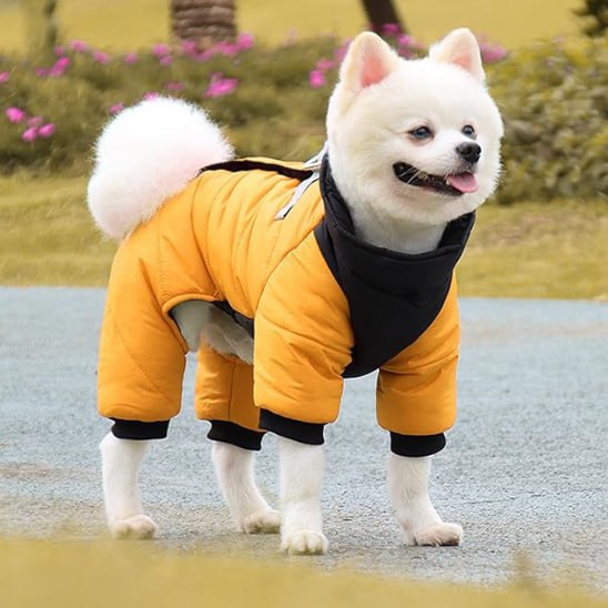 Spitz blanc portant un manteau pour chien jaune moutarde et noir devant un parterre de fleurs.