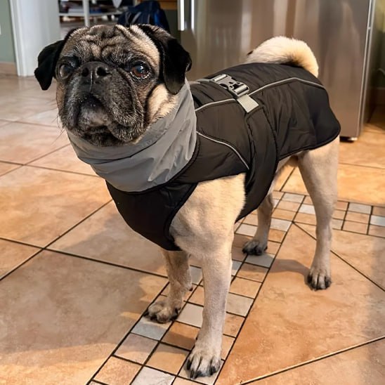 Chien Carlin à l'intérieur portant un manteau pour chien noir avec col de protection gris.