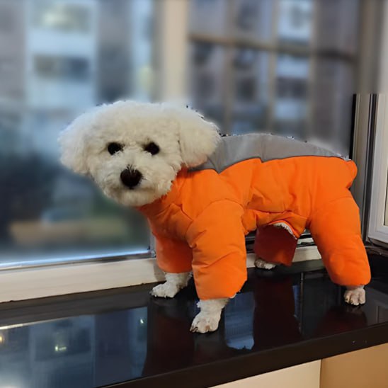 Bichon frisé blanc portant un manteau pour chien orange, posé sur le rebord d'une fenêtre.