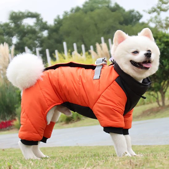 Spitz blanc de profil portant un manteau pour chien orange vif avec col montant noir.