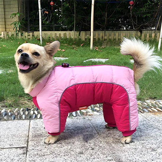Chien beige souriant vêtu d'un manteau pour chien rose clair et fuchsia sur l'herbe.