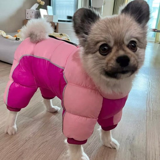 Chien de type Pomsky portant un manteau pour chien rose matelassé à l'intérieur.