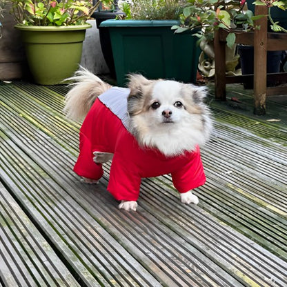 Chihuahua à poil long blanc et gris avec un manteau pour chien rouge sur un deck en bois.