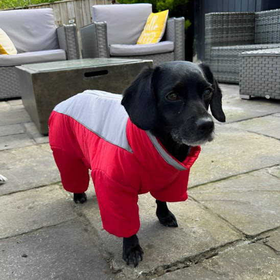 Chien noir type croisé Teckel en manteau pour chien rouge sur une terrasse en pierre.