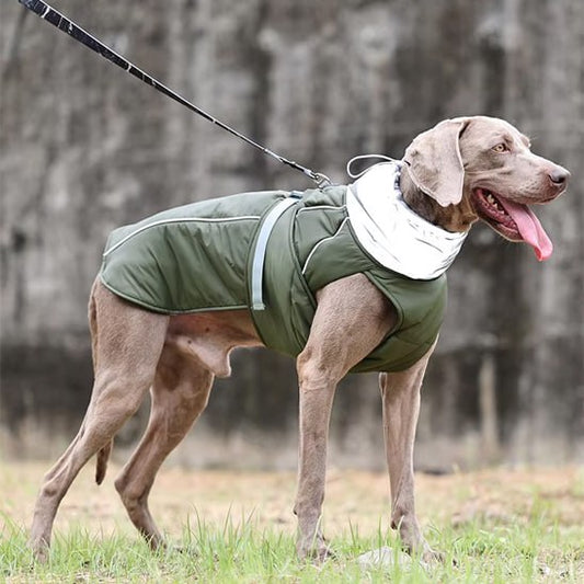 Manteau pour chien vert kaki sur un Braque de Weimar avec sangle de réglage grise visible.
