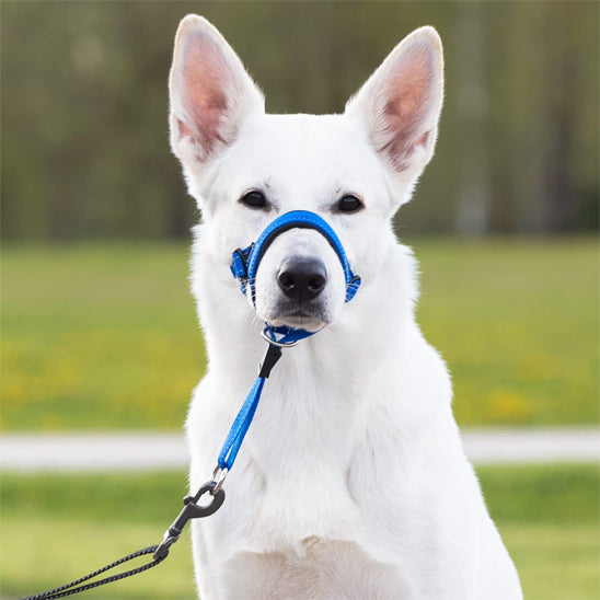 Vue de face d'un Berger Blanc Suisse portant une muselière anti aboiement bleue avec laisse.
