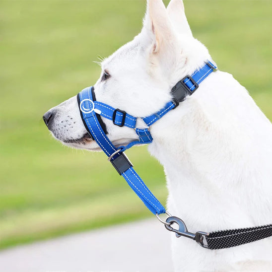 Berger Blanc Suisse de profil avec une muselière anti aboiement bleue et détails de fixation.