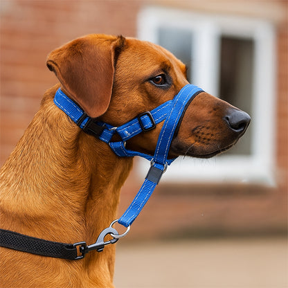 Chien type Rhodesian Ridgeback portant une muselière anti aboiement bleue, vue de profil.