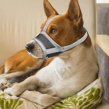 Chien de race Colley avec une muselière anti aboiement noire donnant la patte en extérieur.