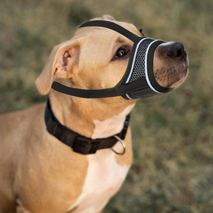 Chien noir de type Labrador portant une muselière anti aboiement grise en maille filet.