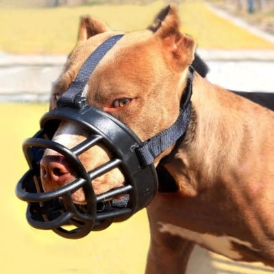 Gros plan sur un Pitbull marron portant une muselière anti aboiement noire en extérieur.