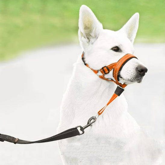 Muselière anti aboiement orange sur un Berger Blanc Suisse avec des médaillons de démonstration.