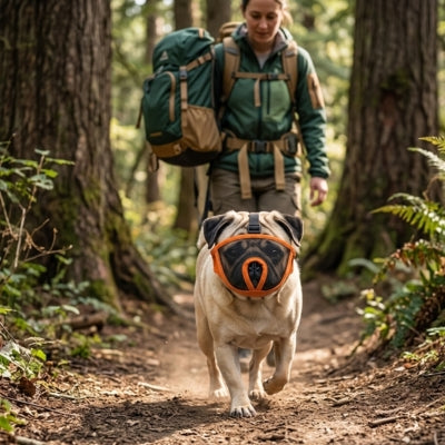 Museliere bouledogue type Carlin marchant en forêt devant une femme avec un sac à dos.