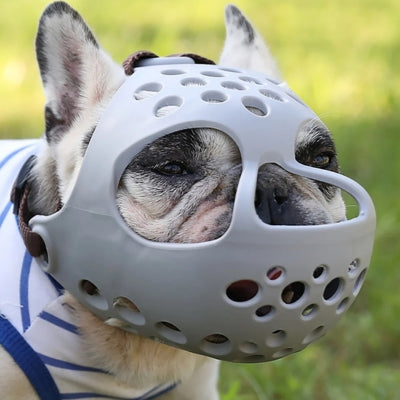 Gros plan d'un bouledogue français portant une muselière bouledogue français grise perforée.