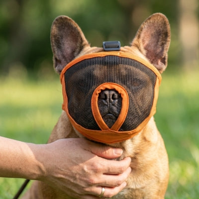 Museliere bouledogue français fauve en gros plan, maintenu délicatement par une main.